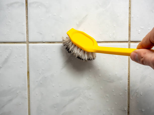 Best Professional Mold Removal  in Stewart Manor, NY