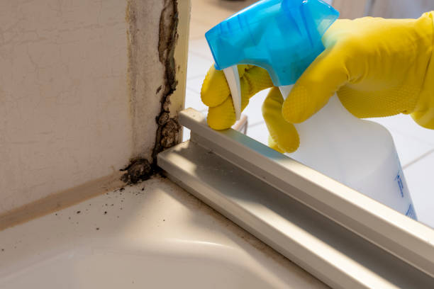 Best Residential Mold Removal  in Stewart Manor, NY
