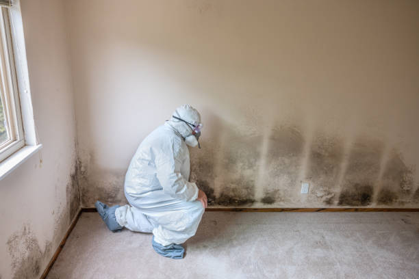 Best Commercial Mold Removal  in Stewart Manor, NY